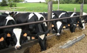 Dairy Cattle_Pixa (6)