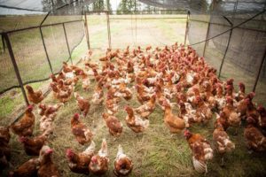 Laying Hen_FreeRange-03-1024x682