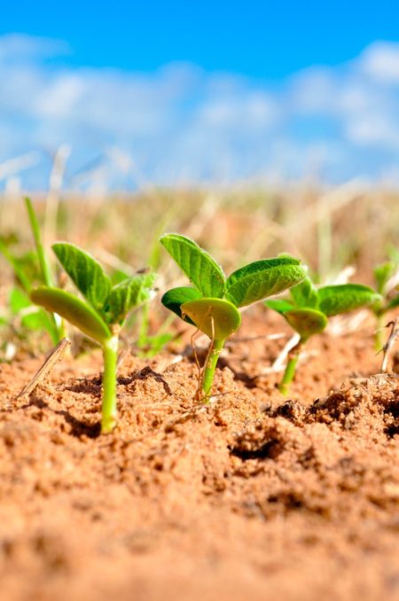 soybeans germination 