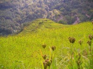 Green field