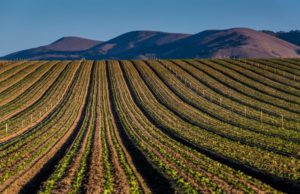 Large farm in California