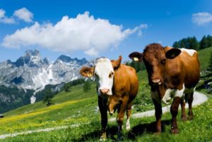 2 cows that are friends