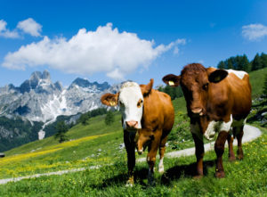 2 Cows that are friends