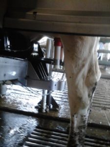 A cow being milked by a robot.