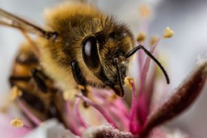 Bees_National Geo_01honeybee