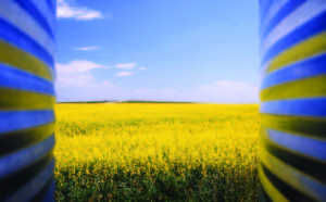 canola agu photo