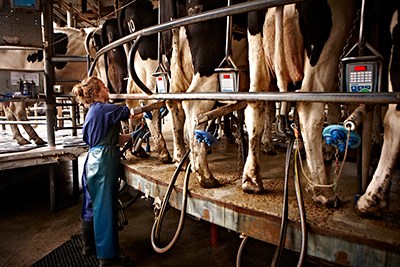 Dairy Cattle_1_Education Australia