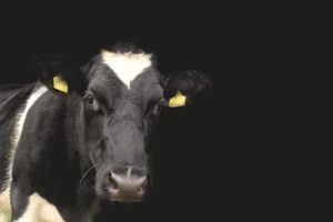 Dairy Cattle_Pixa (1)