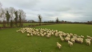 Sheep with Drones