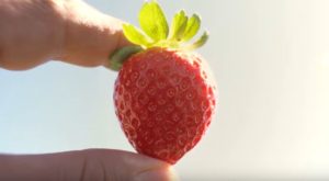 Strawberry