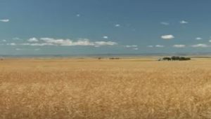 farming-in-the-wild