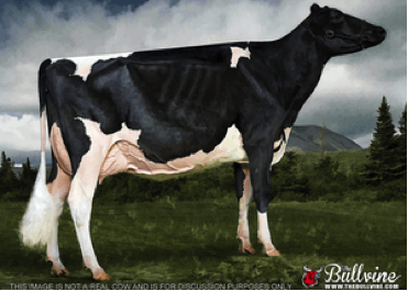 dairy cow