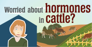 worried about hormones in cattle?
