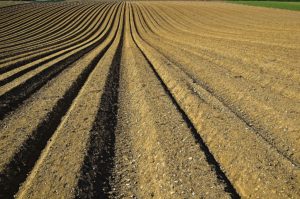 Soil prepared ready for seeding