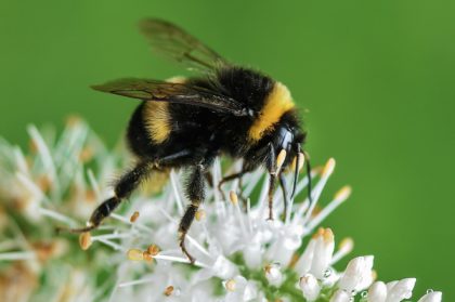 Bee on flower pollinators resource