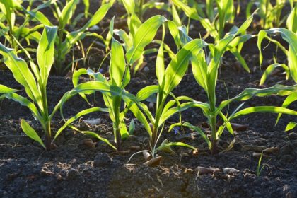 photo of corn growing in soil - nutirents resource
