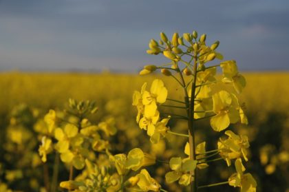 Canola crop biofuel using oil photo of canola