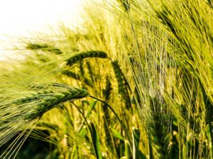 wheat field photo for gmo resource