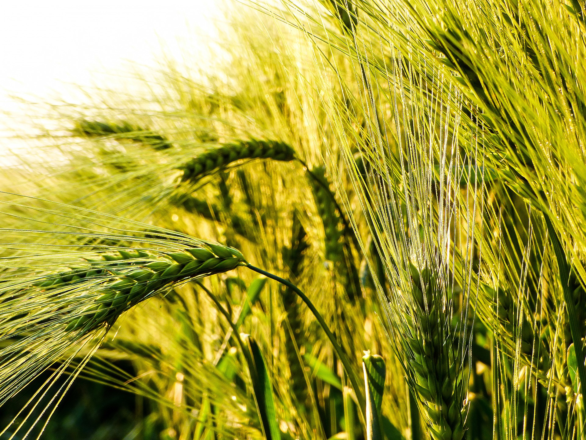 wheat field photo for gmo resource