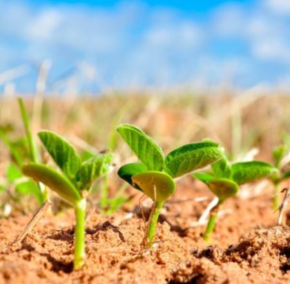 soybeans germination