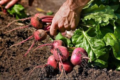 growing organic beets