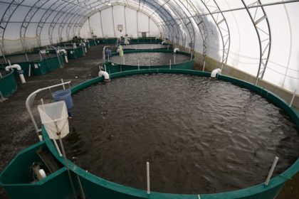 fish farming