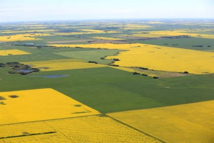 canola fields