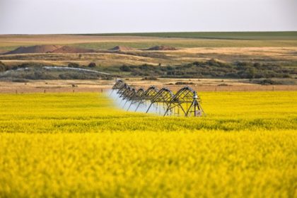 canola field