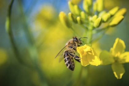 bee on canola