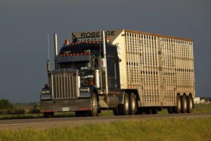 cattle hauler