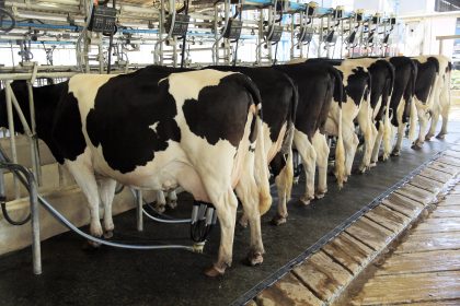 Dairy milking cow - Journey 2050Journey 2050